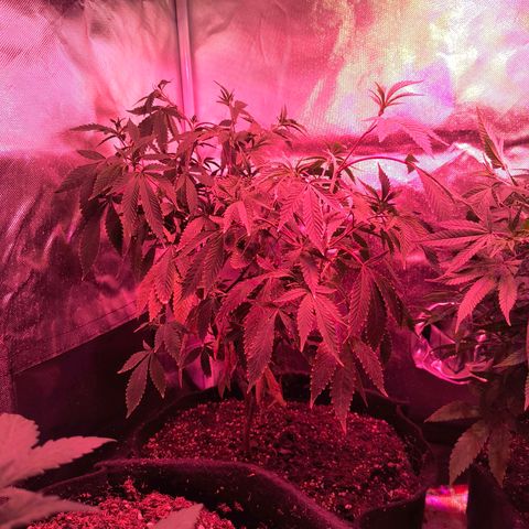 Cheta #1 growlog timeline photo