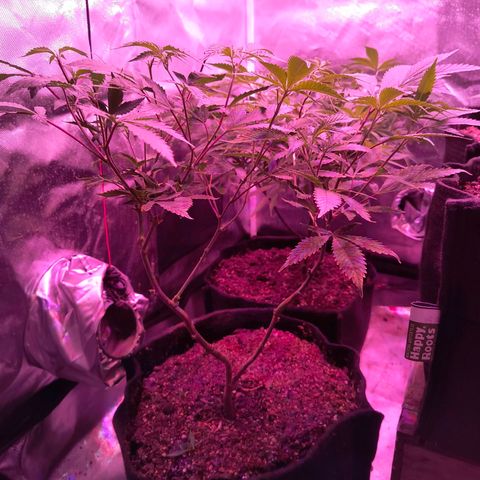 Cheta #1 growlog photo: Hoy limpieza de bajos, apical y esquejado