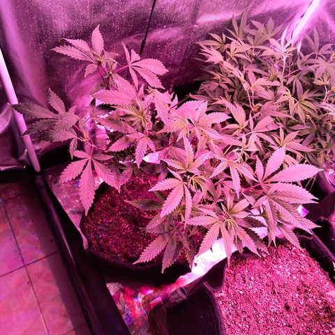 Cheta #1 growlog timeline photo