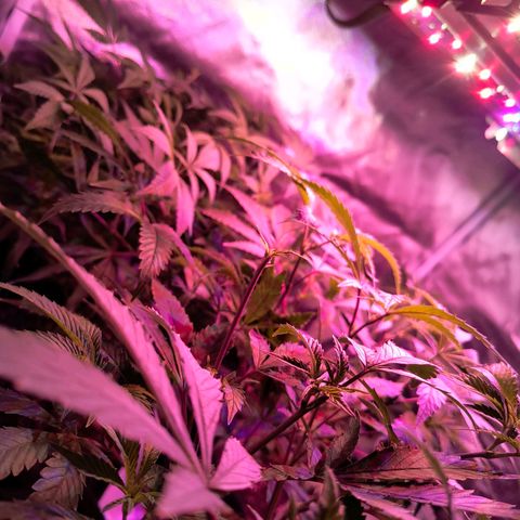 Cheta #1 growlog photo: Volviendo a crecer después de la última poda. Aplicamos Oro Negro