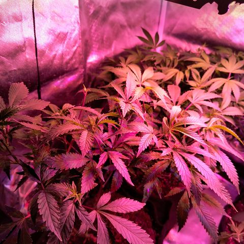 Cheta #1 growlog photo: Volviendo a crecer después de la última poda. Aplicamos Oro Negro