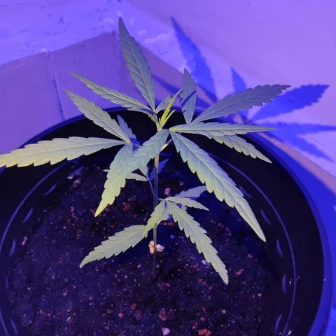 Thai mango growlog photo: Sprayed Epsom salt