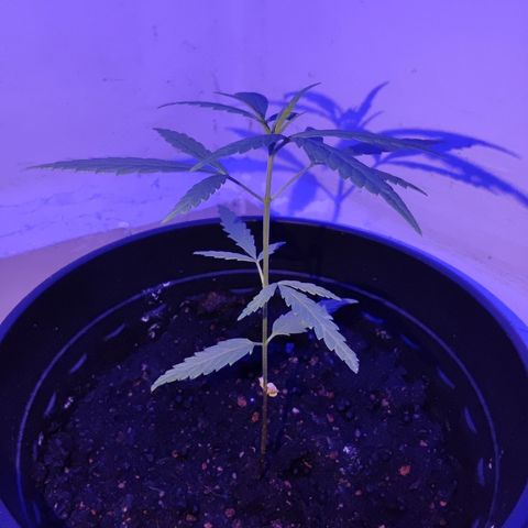Thai mango growlog timeline photo