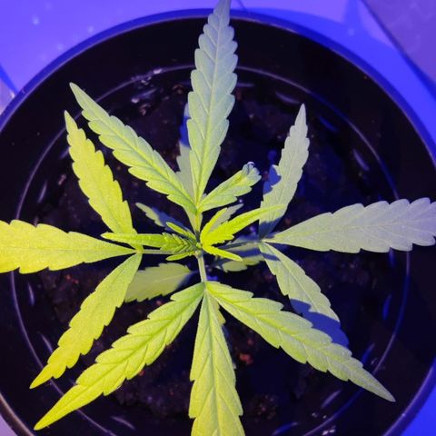Thai mango growlog timeline photo