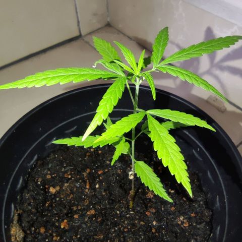 Thai mango growlog timeline photo