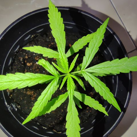 Thai mango growlog timeline photo