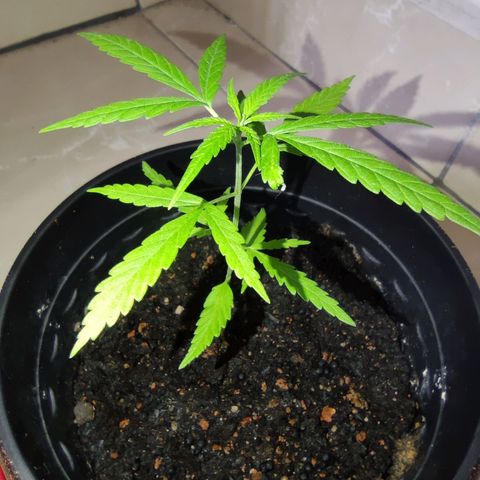 Thai mango growlog timeline photo