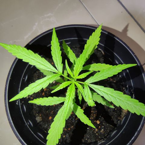 Thai mango growlog timeline photo