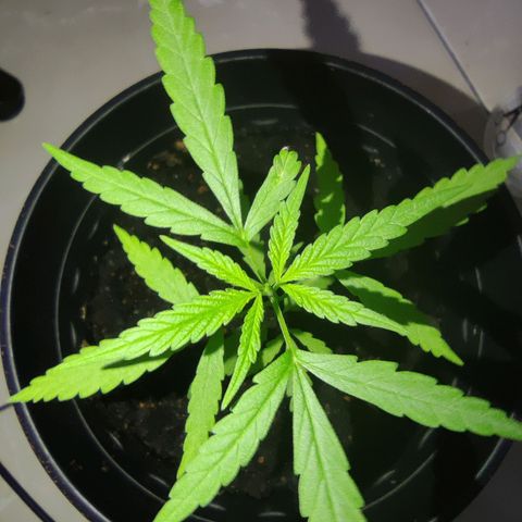 Thai mango growlog timeline photo