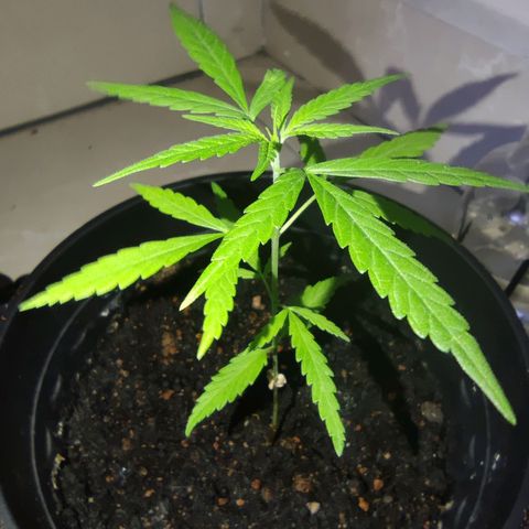 Thai mango growlog timeline photo