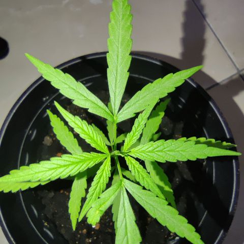 Thai mango growlog timeline photo