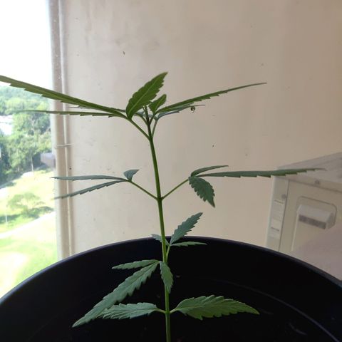 Thai mango growlog timeline photo