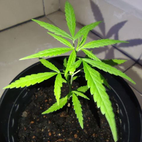 Thai mango growlog timeline photo
