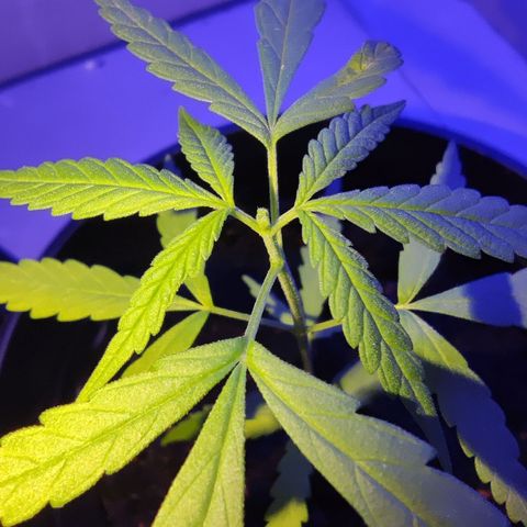 Thai mango growlog photo: Topped