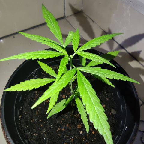 Thai mango growlog timeline photo