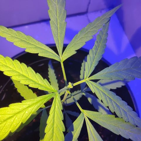 Thai mango growlog timeline photo