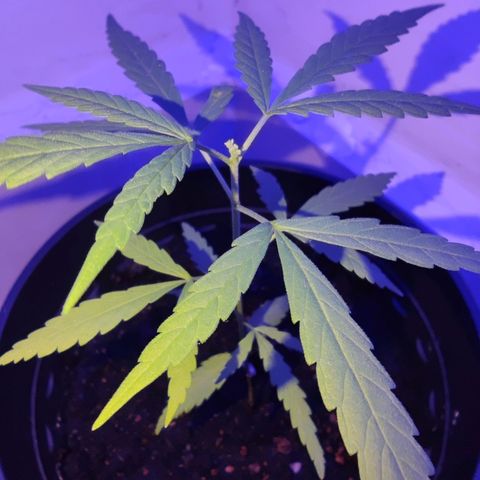 Thai mango growlog timeline photo