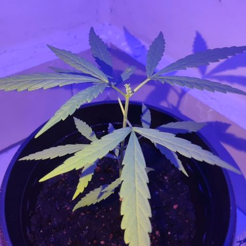 Thai mango growlog timeline photo