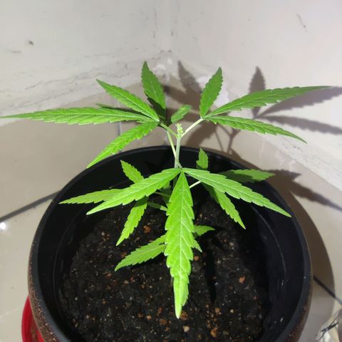 Thai mango growlog timeline photo