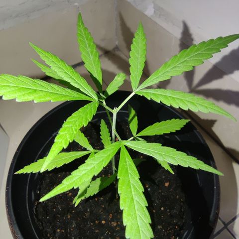Thai mango growlog timeline photo