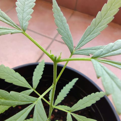 Thai mango growlog timeline photo