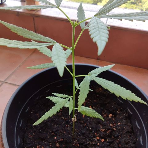 Thai mango growlog timeline photo