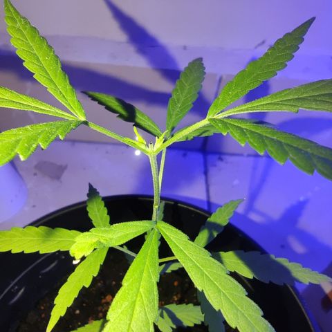 Thai mango growlog timeline photo