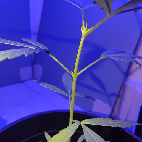 Thai mango growlog timeline photo