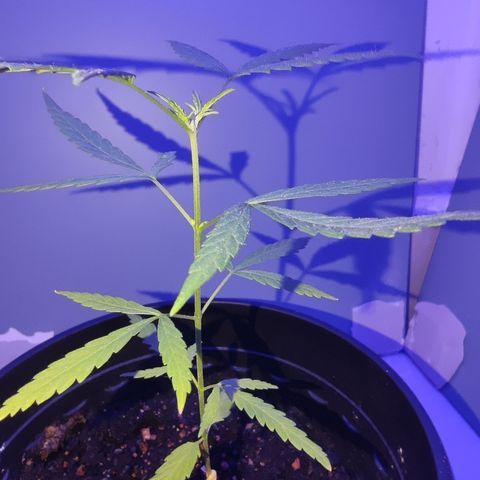Thai mango growlog timeline photo