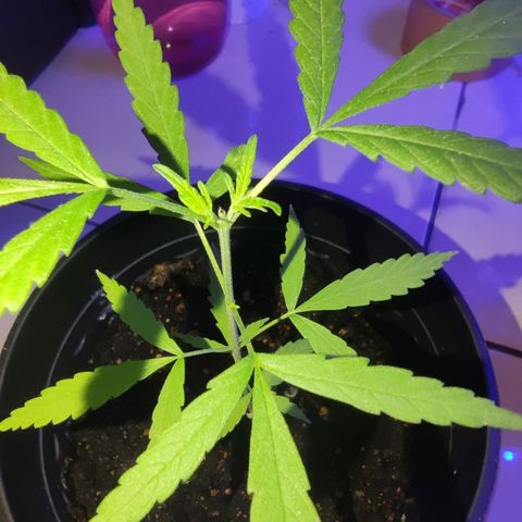 Thai mango growlog timeline photo
