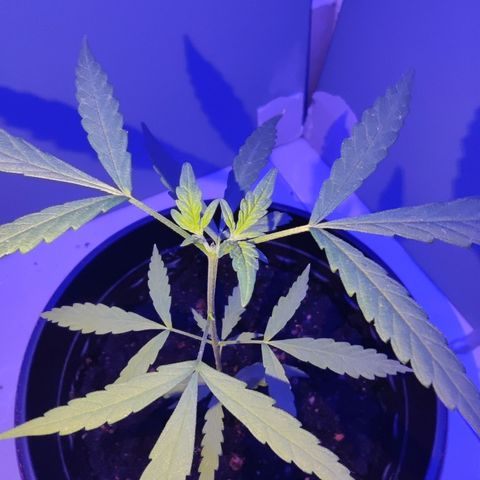Thai mango growlog timeline photo