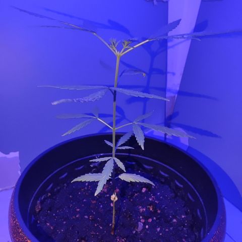 Thai mango growlog timeline photo
