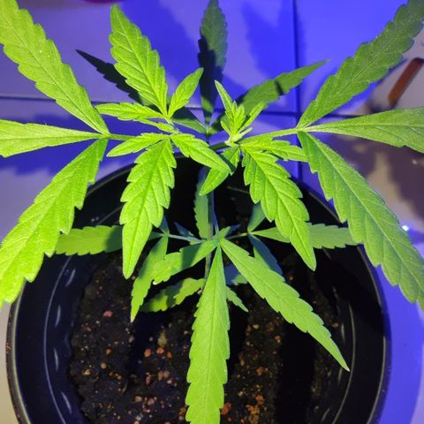 Thai mango growlog timeline photo