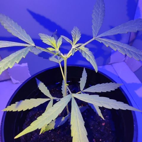 Thai mango growlog timeline photo