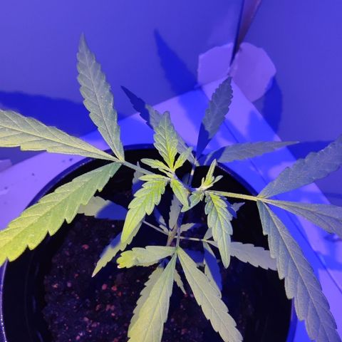 Thai mango growlog timeline photo