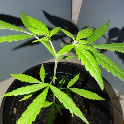 Thai mango growlog photo: Red & Blue lights start
