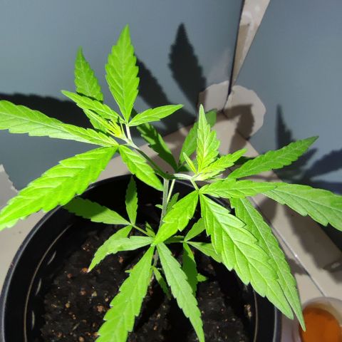 Thai mango growlog timeline photo