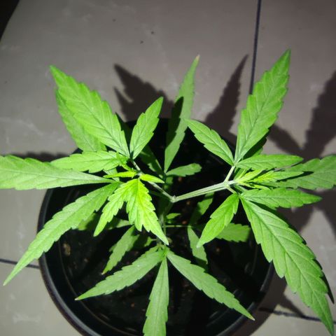 Thai mango growlog timeline photo