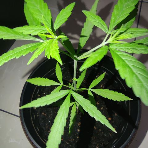 Thai mango growlog timeline photo