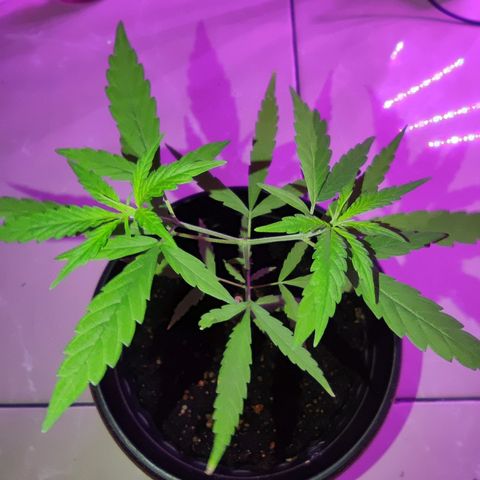 Thai mango growlog timeline photo