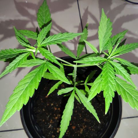 Thai mango growlog timeline photo