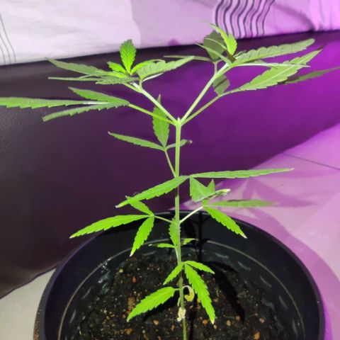 Thai mango growlog timeline photo