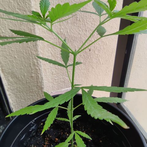 Thai mango growlog timeline photo