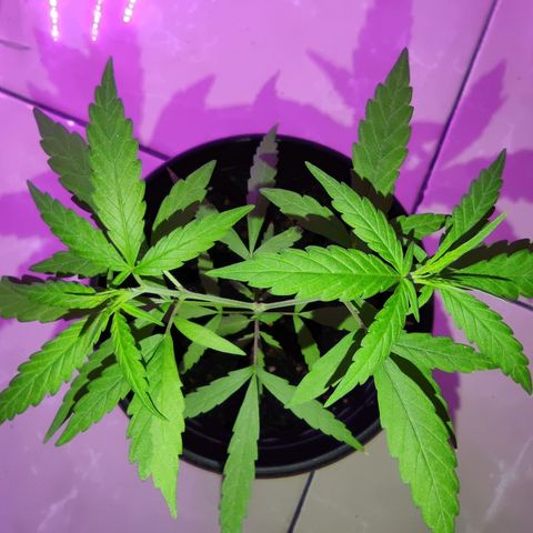 Thai mango growlog timeline photo