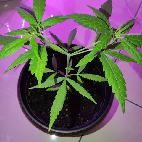 Thai mango growlog timeline photo