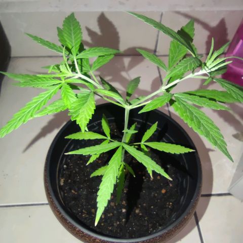 Thai mango growlog timeline photo