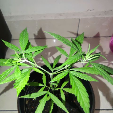 Thai mango growlog timeline photo
