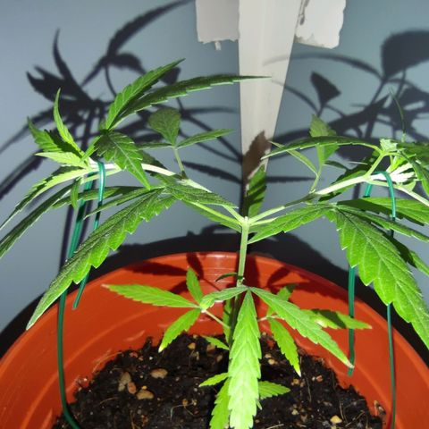 Thai mango growlog photo: LST on the 2 main branches