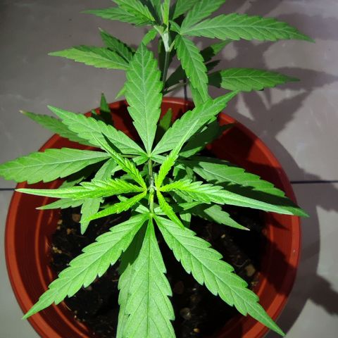 Thai mango growlog photo: LST on the 2 main branches