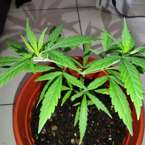 Thai mango growlog photo: LST on the 2 main branches